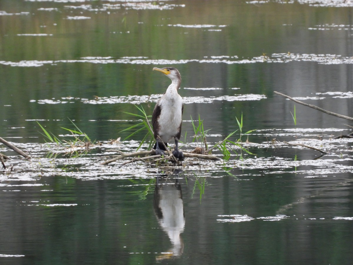 Japanese Cormorant - ML609240932