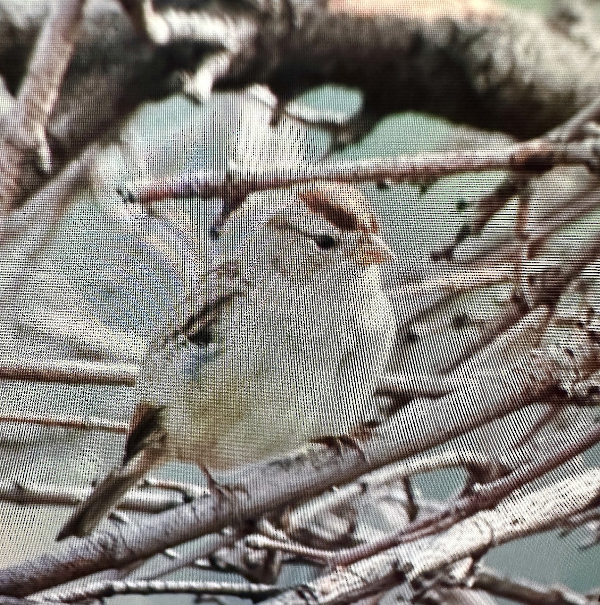 Bruant à couronne blanche - ML609241500