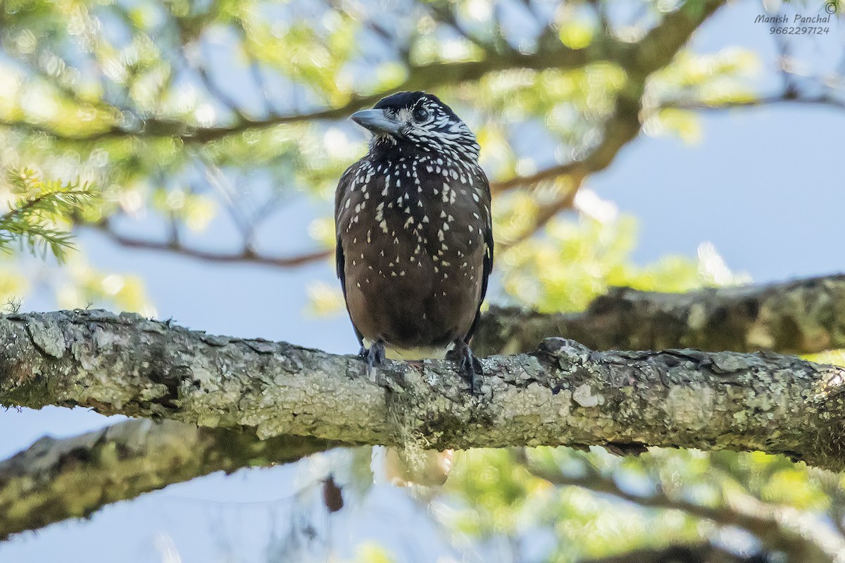 Eurasian Nutcracker - ML609241557