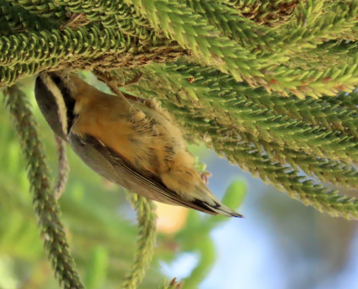 Red-breasted Nuthatch - ML609241596