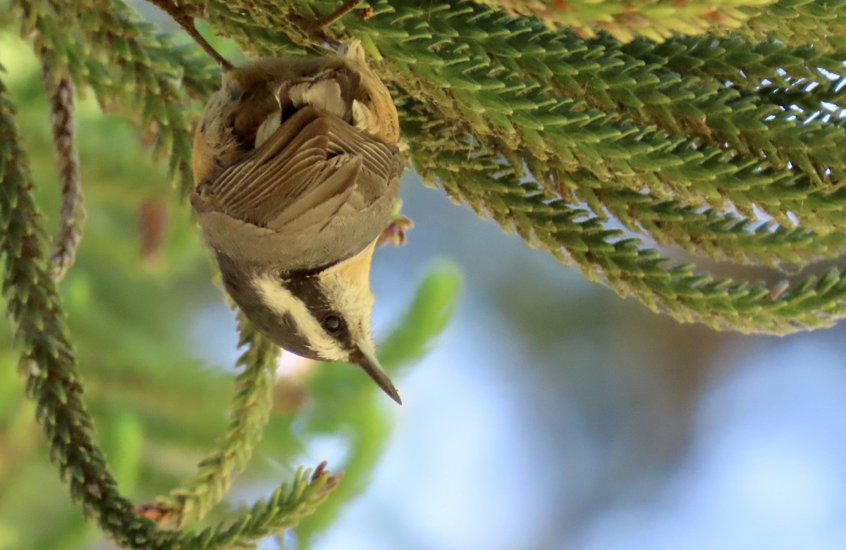 Red-breasted Nuthatch - ML609241597