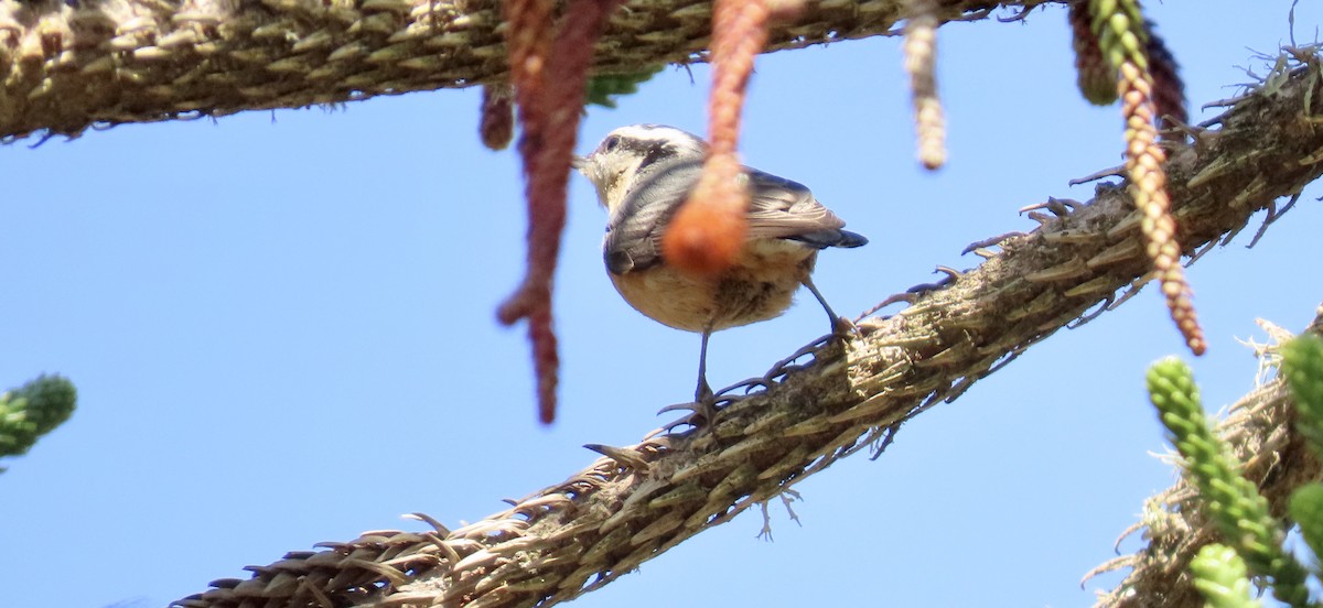 Red-breasted Nuthatch - Petra Clayton
