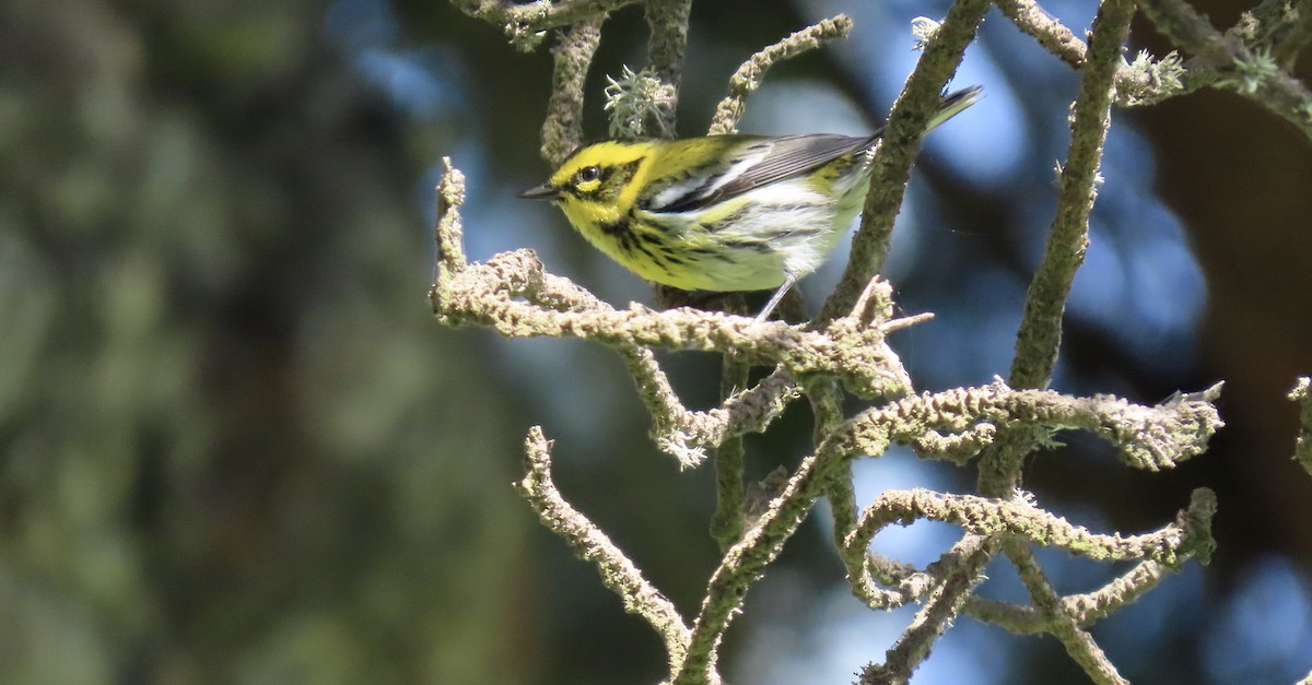 Townsend's Warbler - ML609241611