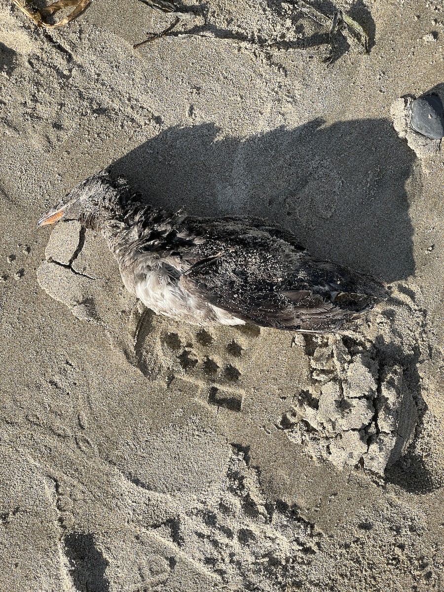 Rhinoceros Auklet - ML609241664