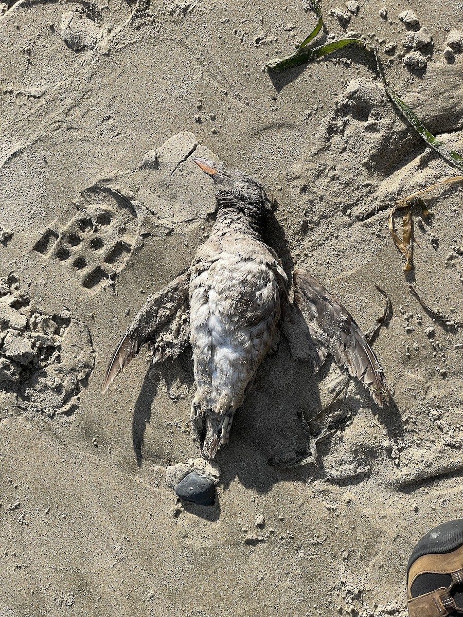 Rhinoceros Auklet - ML609241665