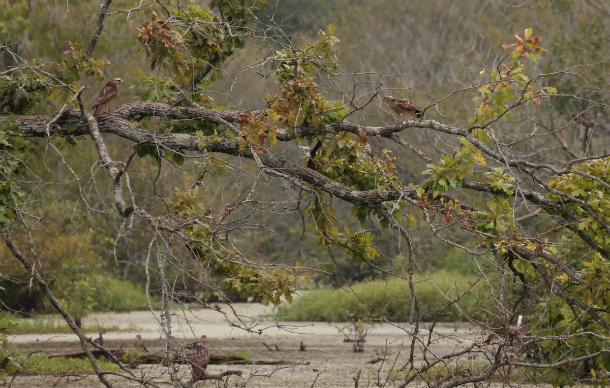 Red-shouldered Hawk - ML609241706