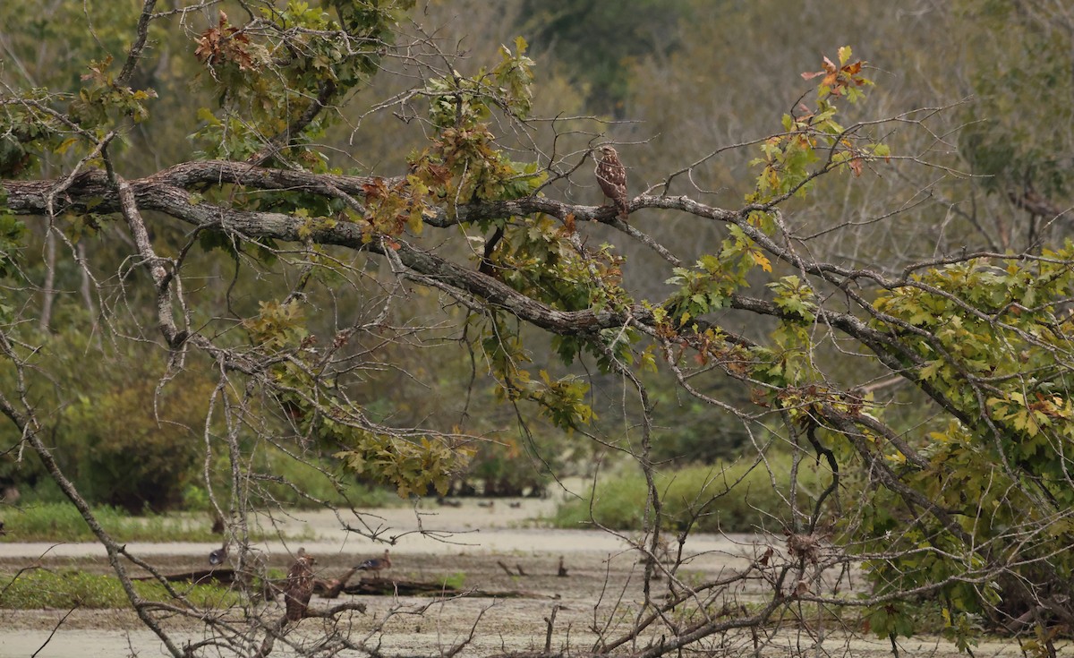 Red-shouldered Hawk - ML609241709