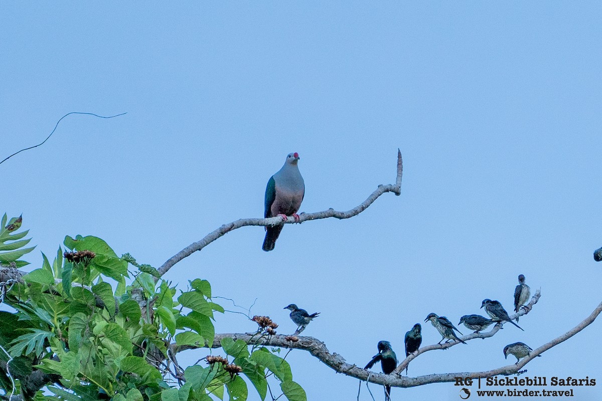 Red-knobbed Imperial-Pigeon - Phil Gregory | Sicklebill Safaris | www.birder.travel