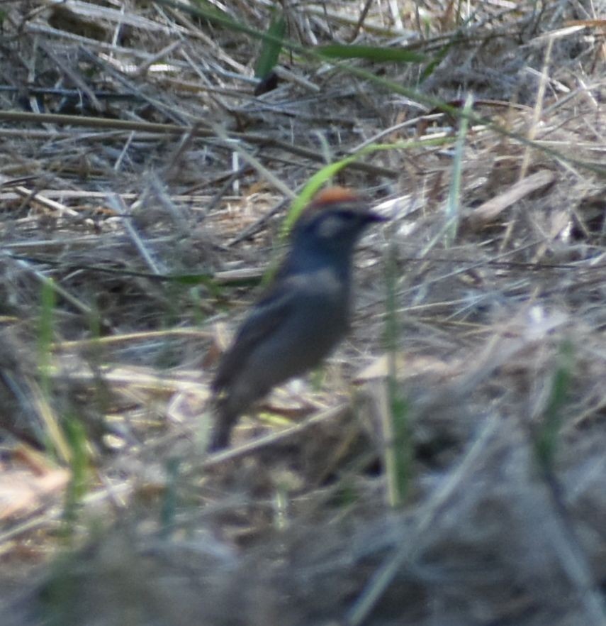 Chipping Sparrow - Sally Anderson