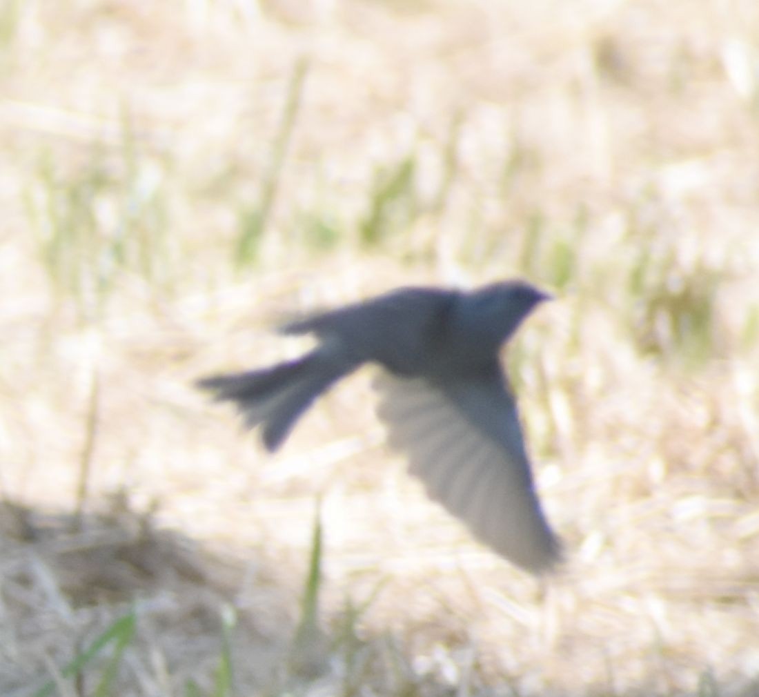 Chipping Sparrow - ML609241921