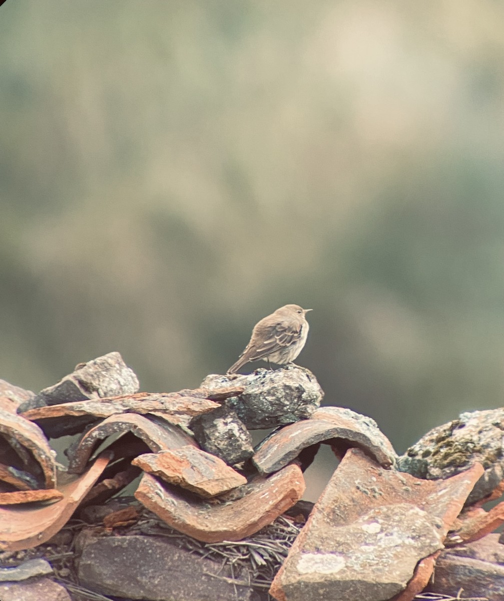 Water Pipit - ML609241951