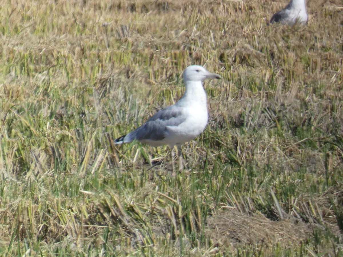 Caspian Gull - ML609242031