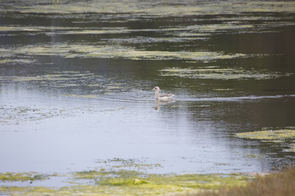 Western x Glaucous-winged Gull (hybrid) - Justin Santiago