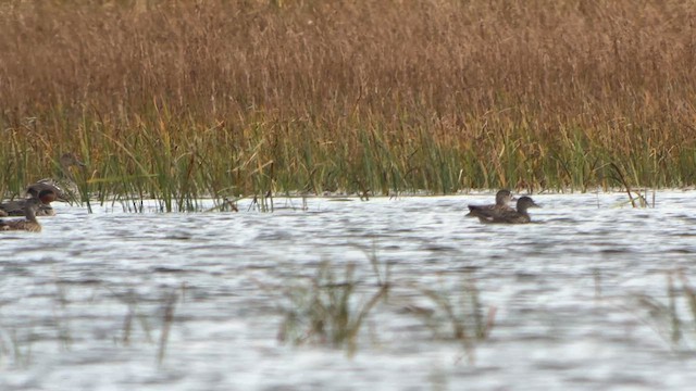 Baikal Teal - ML609242077