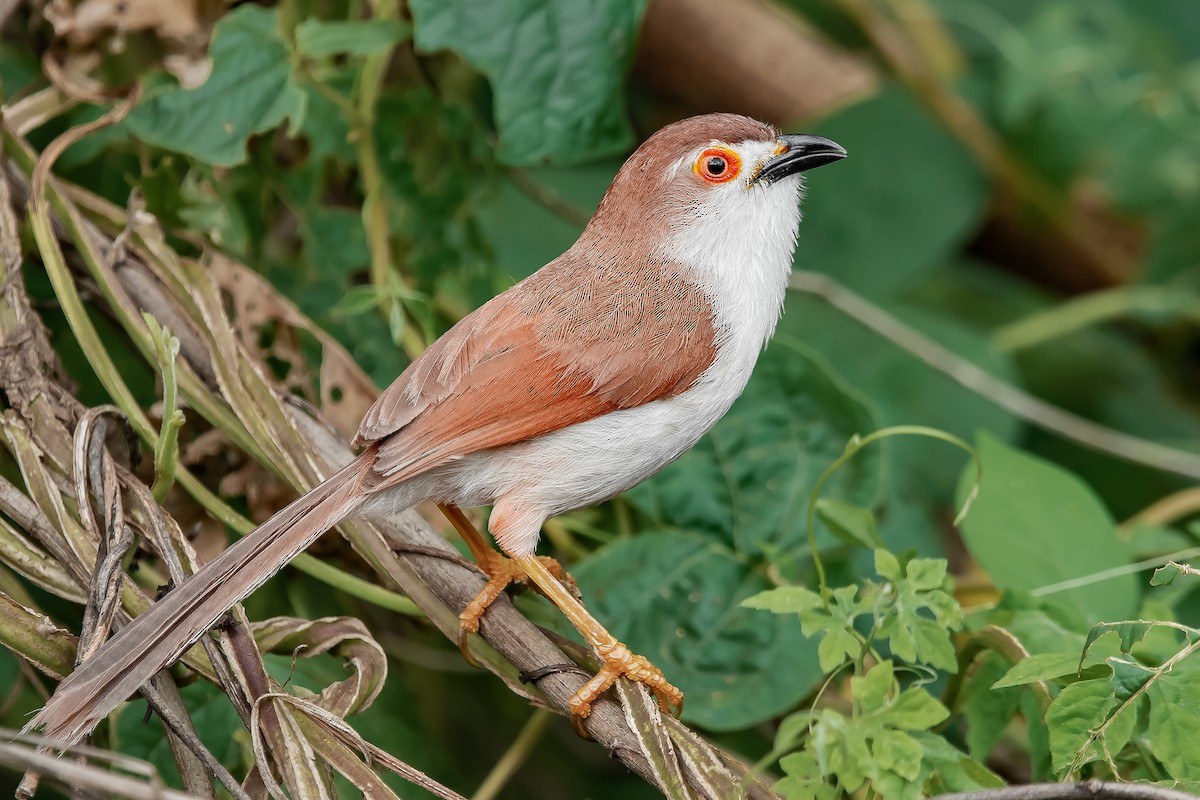 Yellow-eyed Babbler - ML609242134