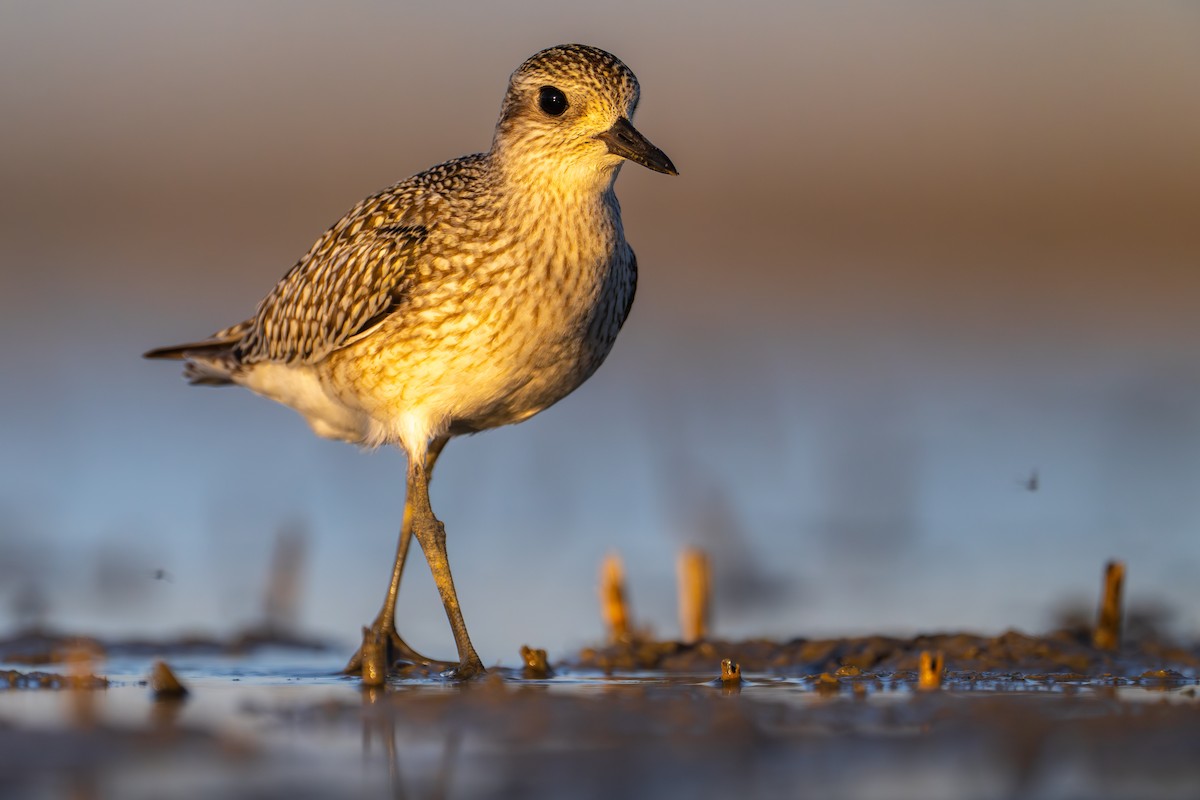 Black-bellied Plover - ML609242195