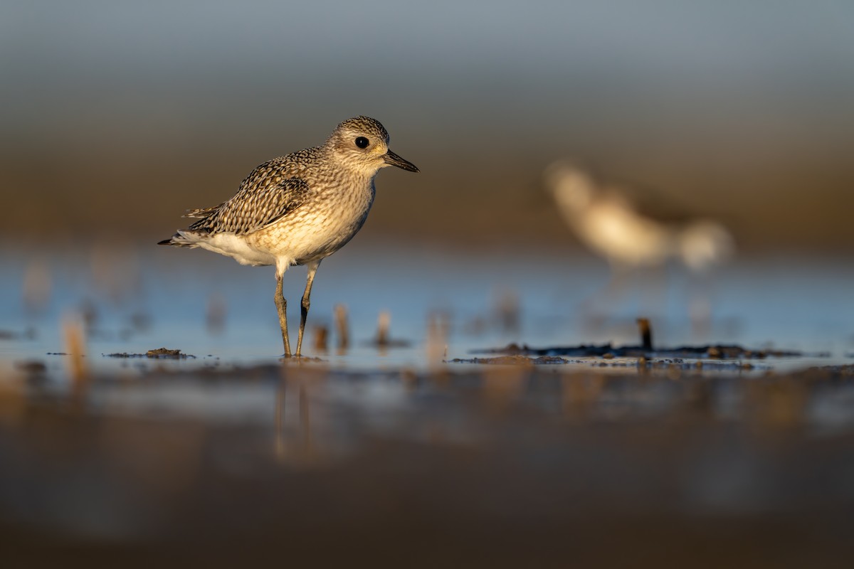 Black-bellied Plover - ML609242198