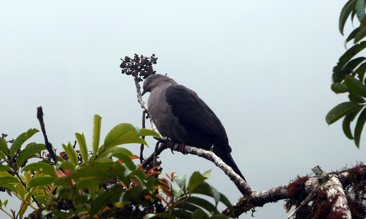 Plumbeous Pigeon - ML609242202