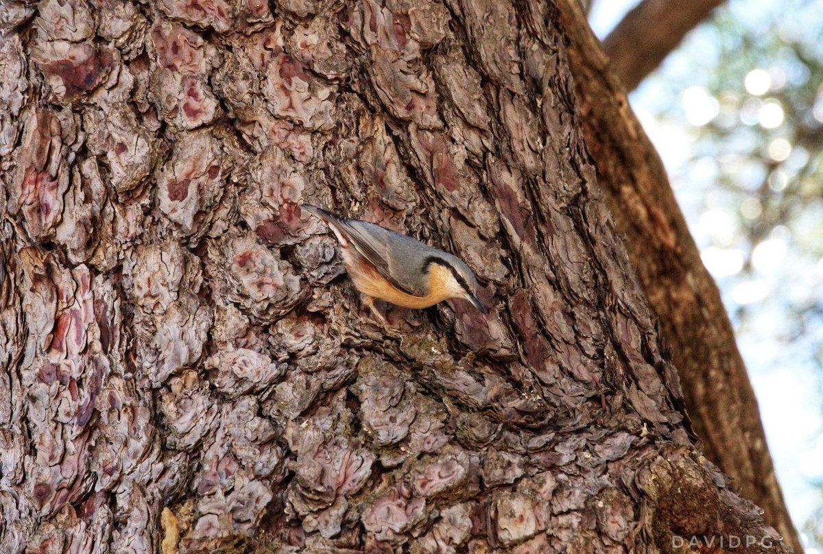 Өрнийн тоншголжин - ML609242203