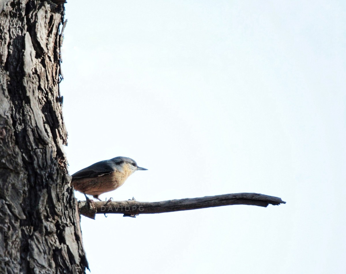 Өрнийн тоншголжин - ML609242204