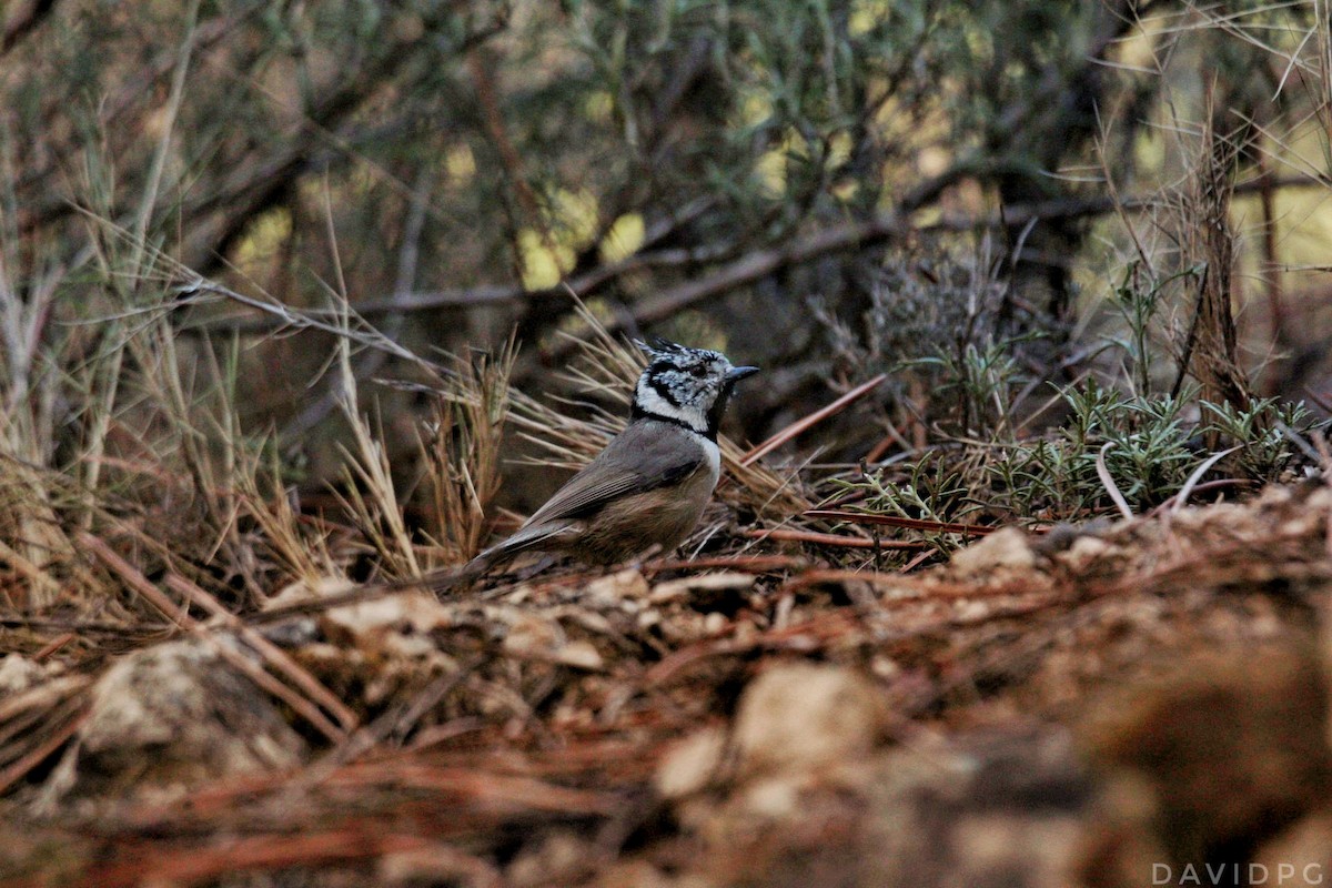 Crested Tit - ML609242206