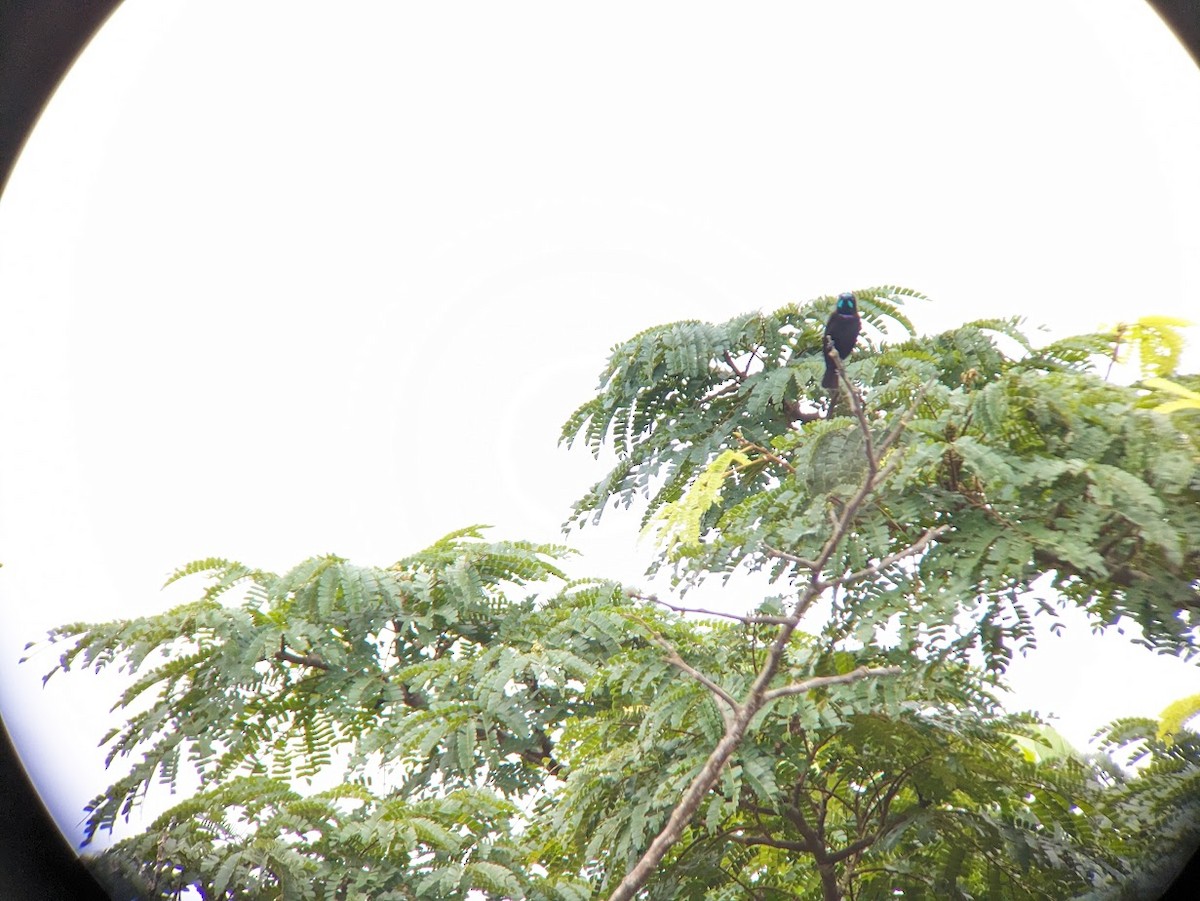 Green-throated Sunbird - ML609242215