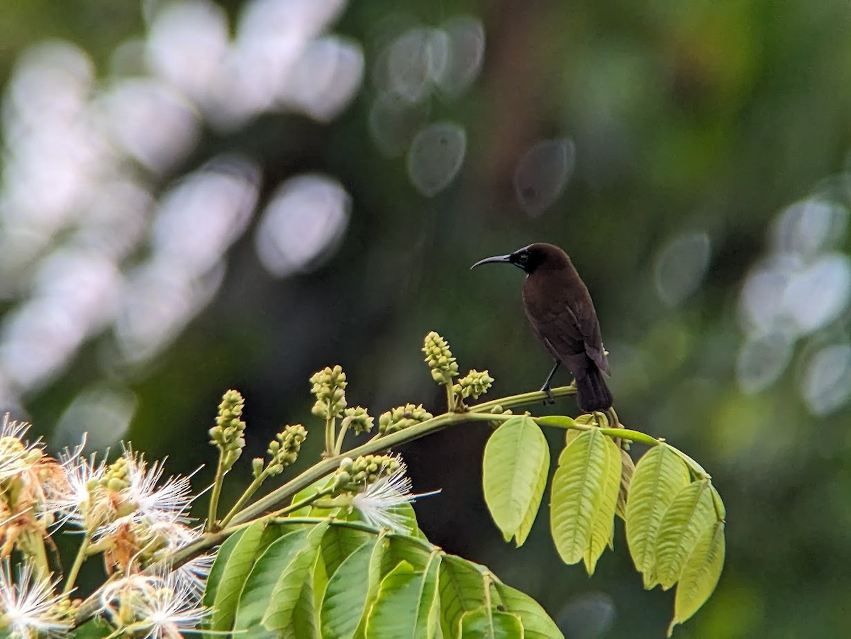 Green-throated Sunbird - ML609242223