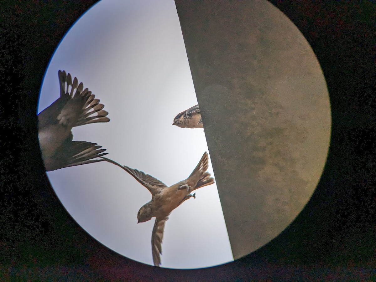 Preuss's Swallow - ML609242224