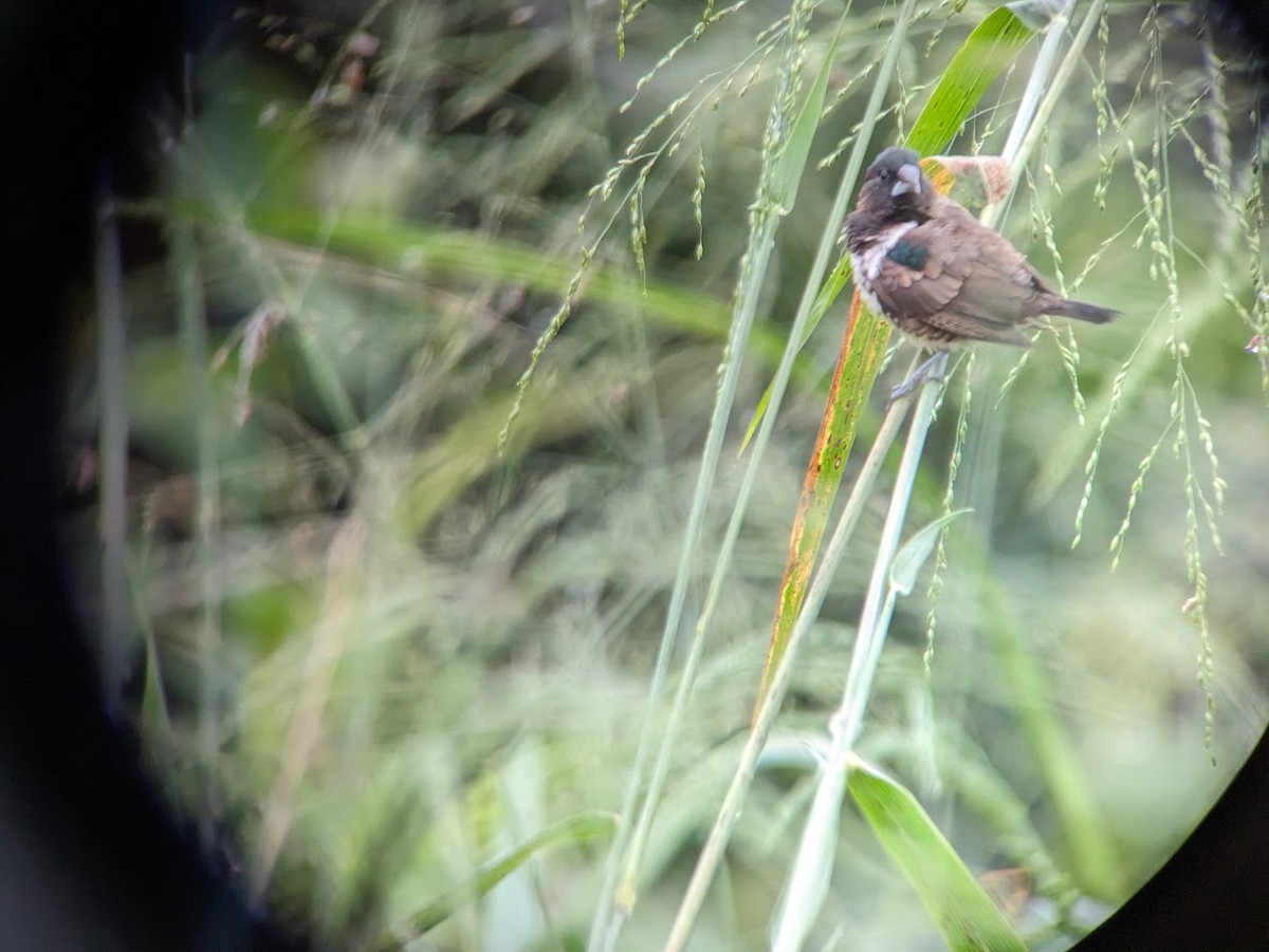 Bronze Mannikin - ML609242233