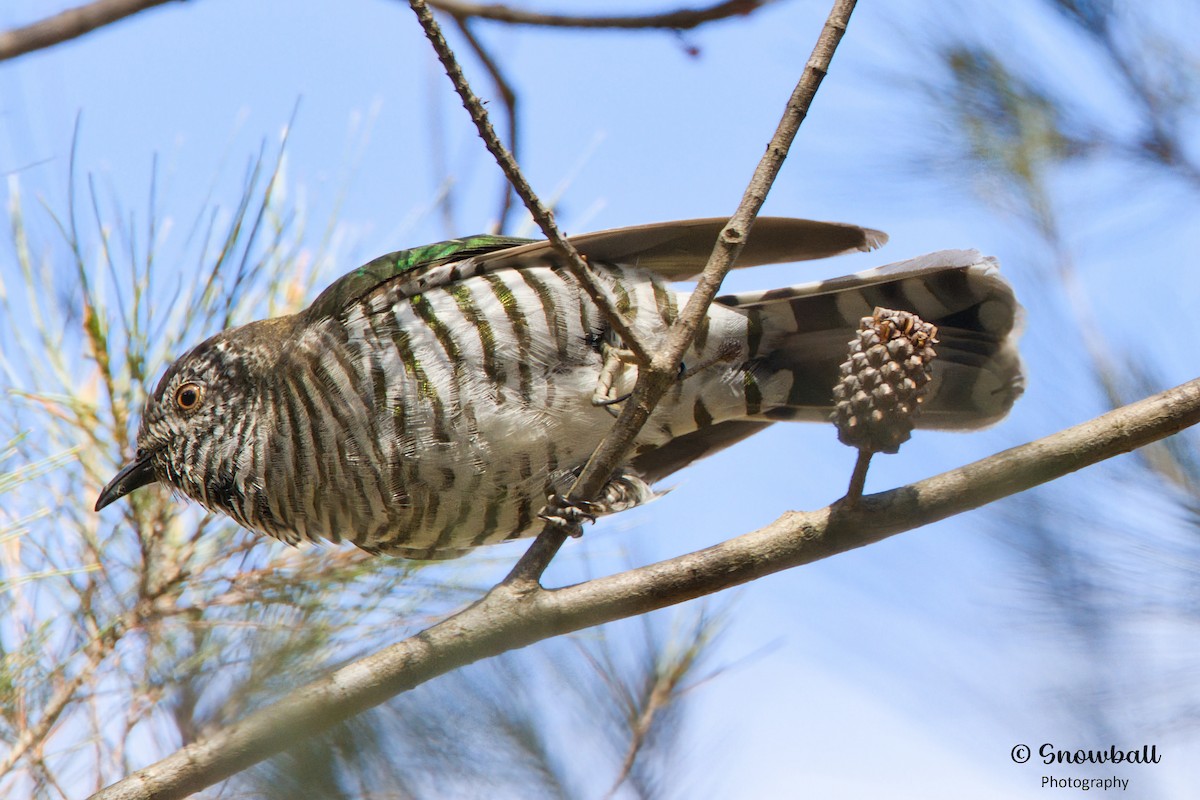 Shining Bronze-Cuckoo - ML609242265