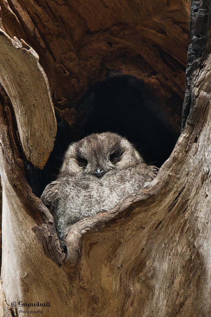 Australian Owlet-nightjar - ML609242268