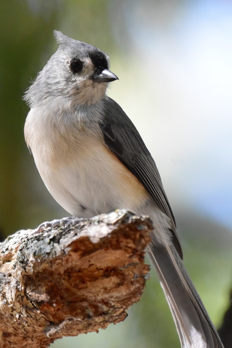 Tufted Titmouse - ML609242381