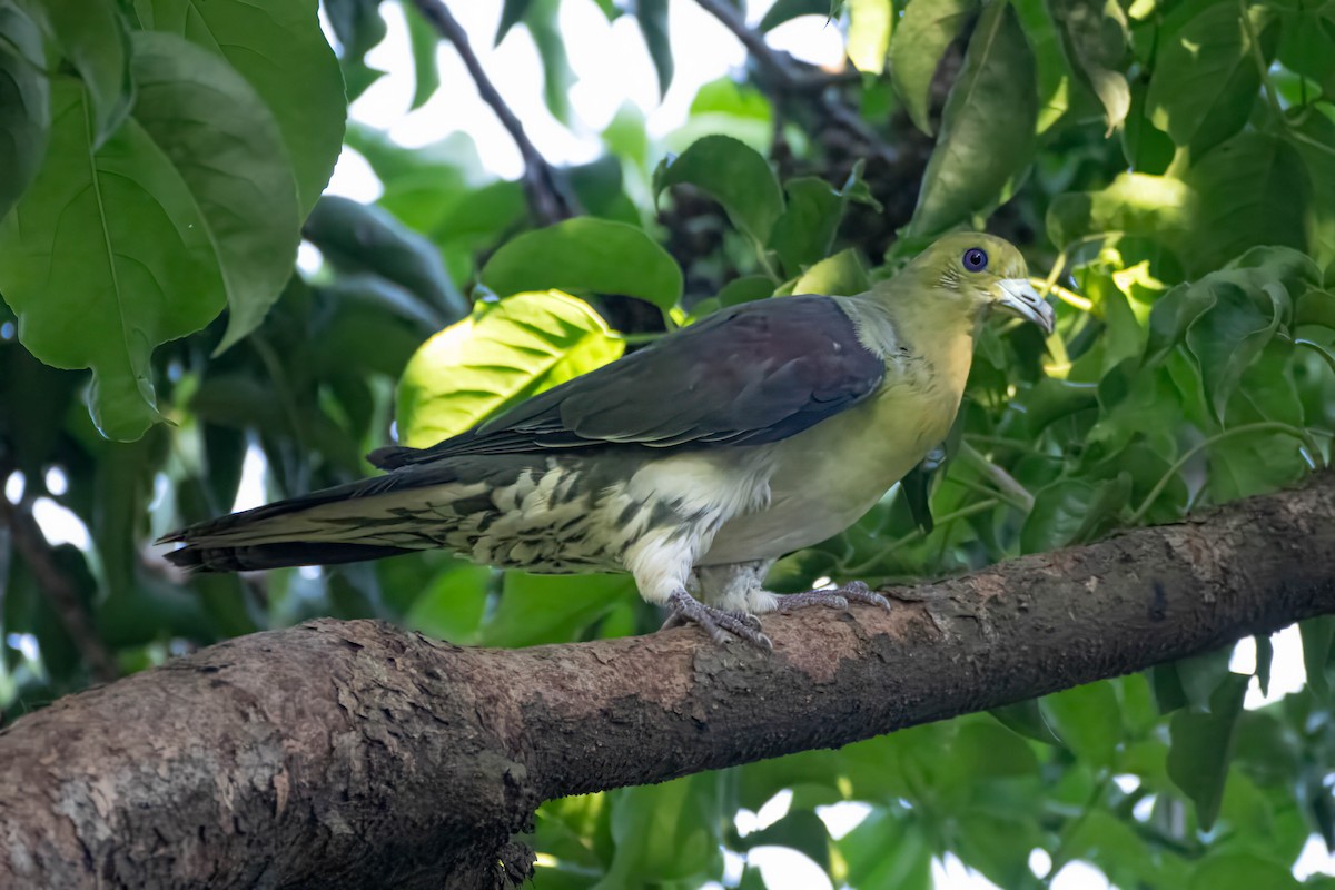 White-bellied Green-Pigeon - ML609242495