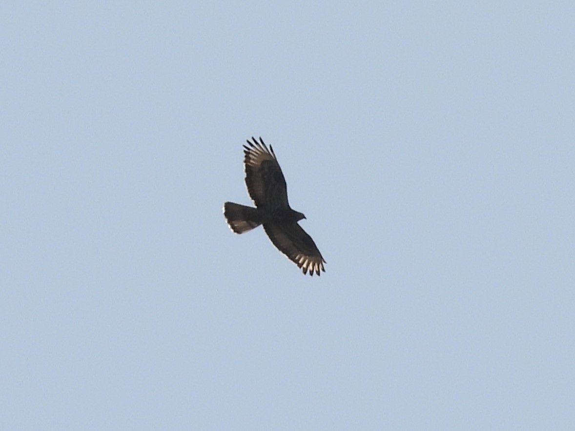 European Honey-buzzard - ML609242552