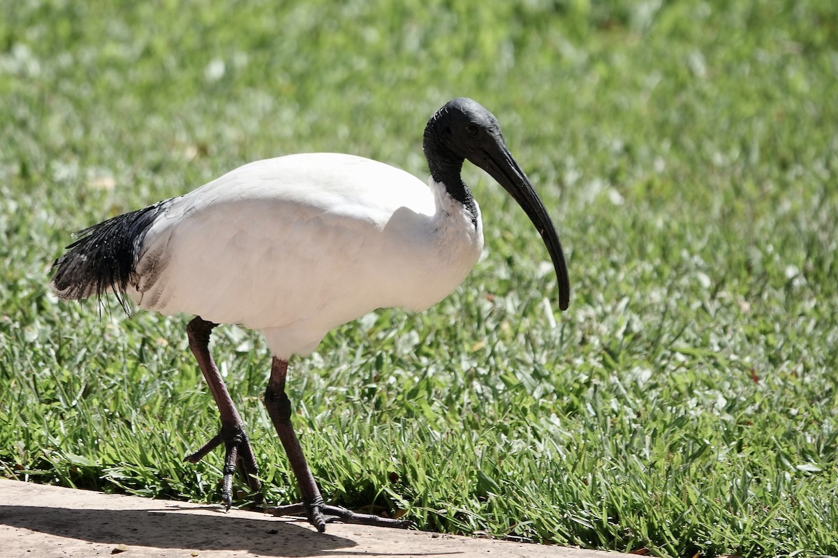 ibis australský - ML609242574