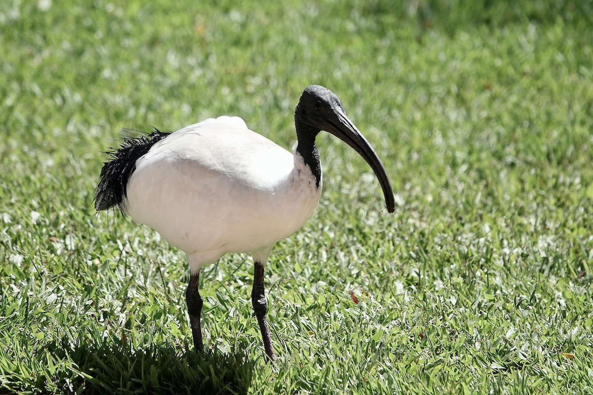 ibis australský - ML609242575