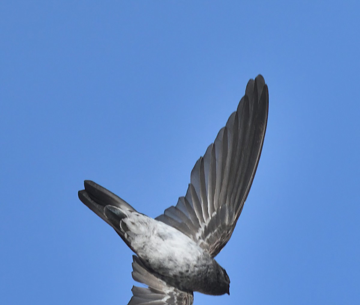 Christmas Island Swiftlet - ML609242605