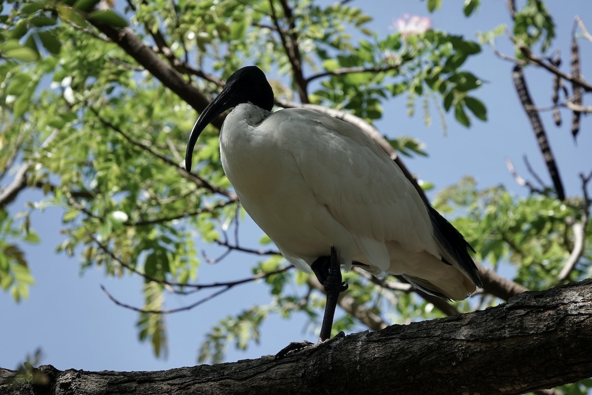 ibis australský - ML609242643