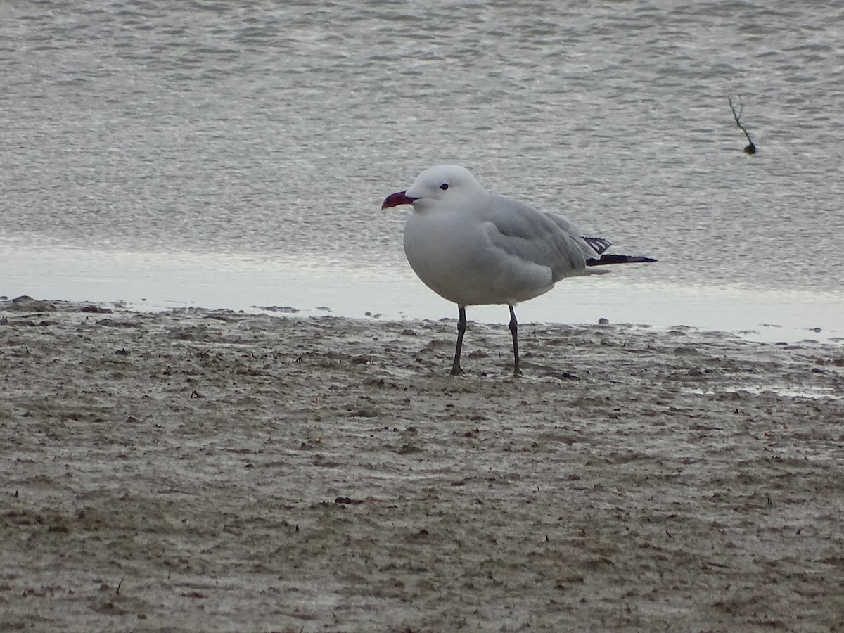 Audouin's Gull - ML609242711