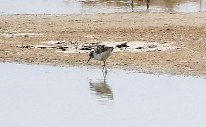 Wood Sandpiper - ML609242727