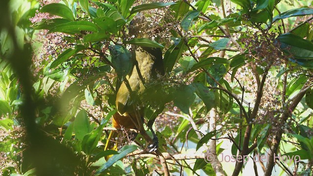 Dusky-green Oropendola - ML609242750