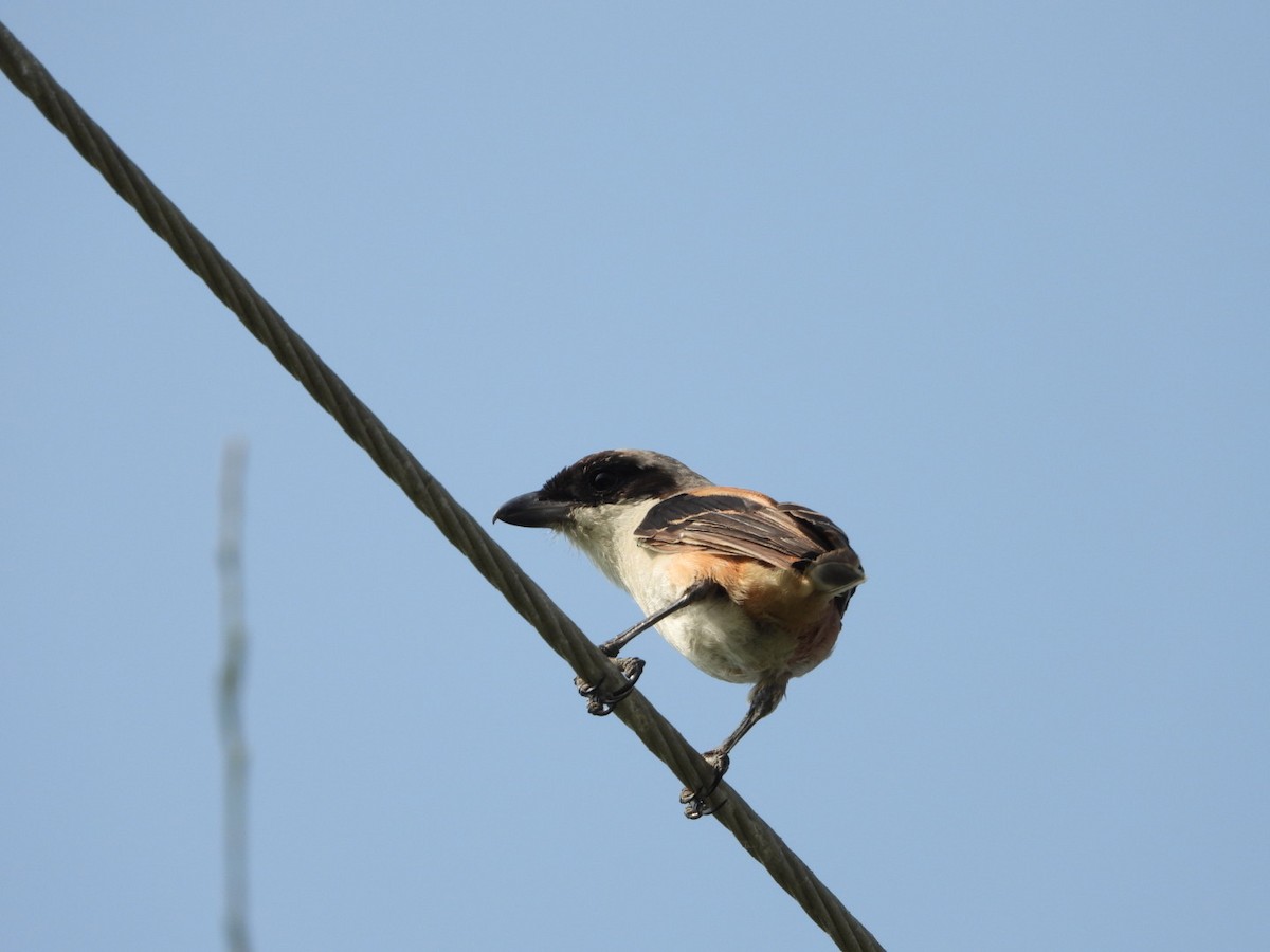 Long-tailed Shrike - ML609242775