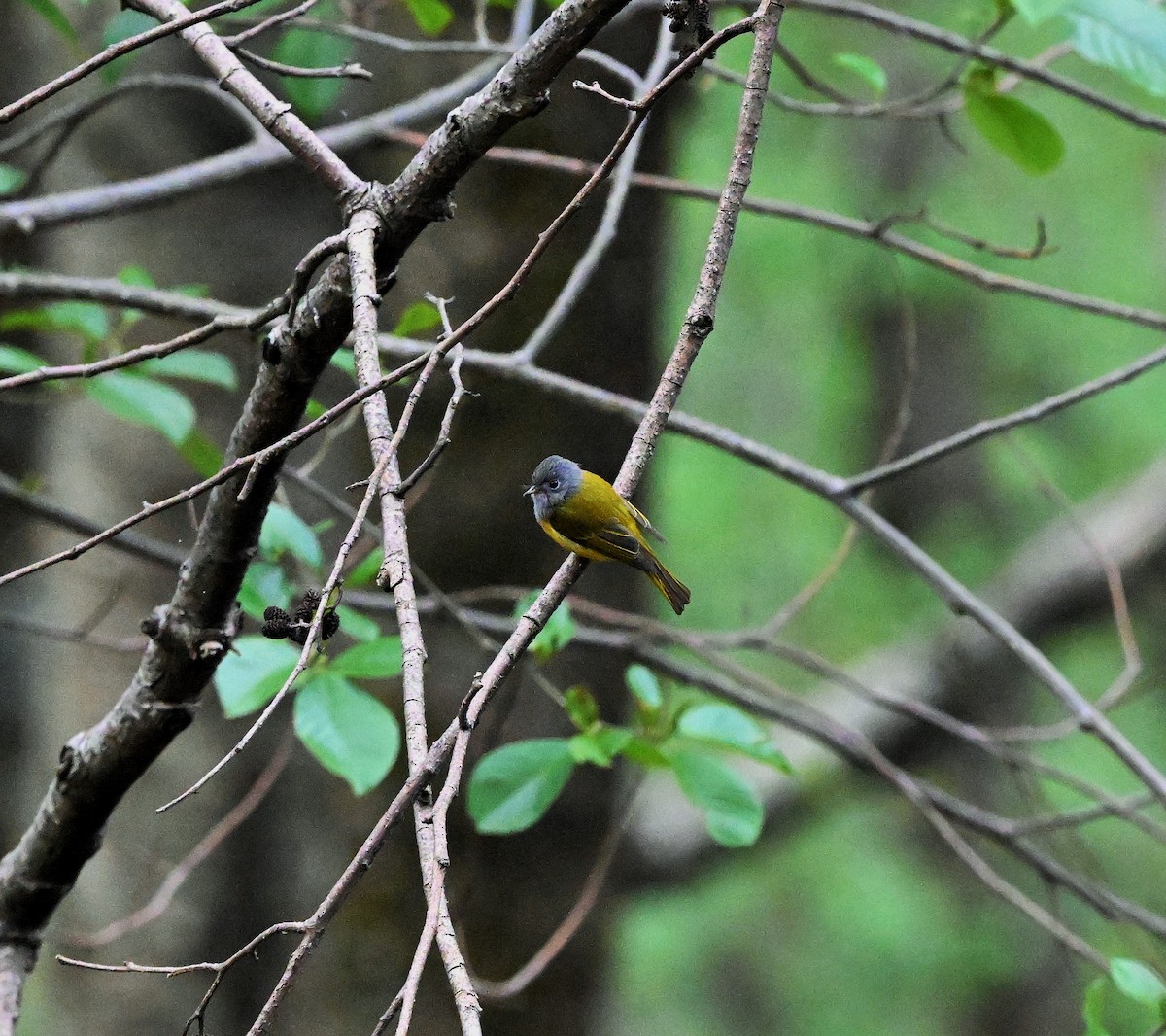 Gray-headed Canary-Flycatcher - Hetali Karia