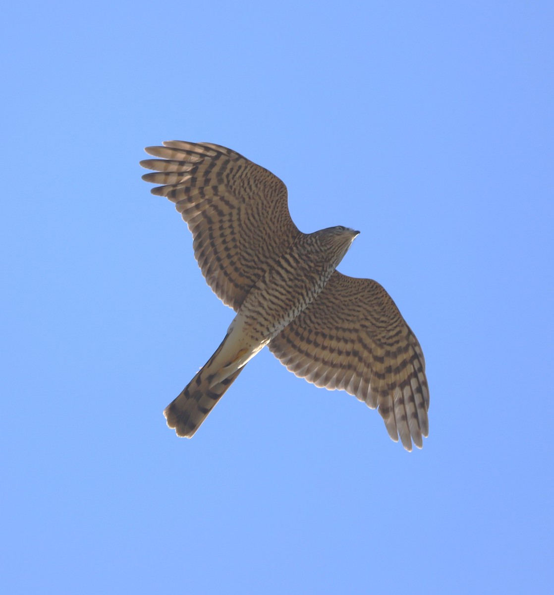 Eurasian Sparrowhawk - ML609242811