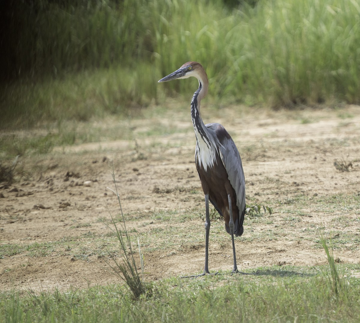 Goliath Heron - ML609242814