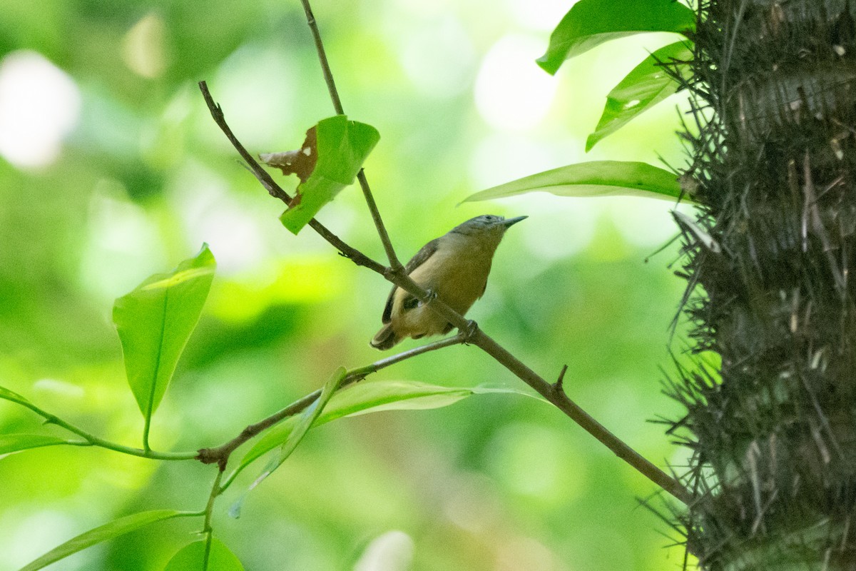 White-flanked Antwren - ML609242833