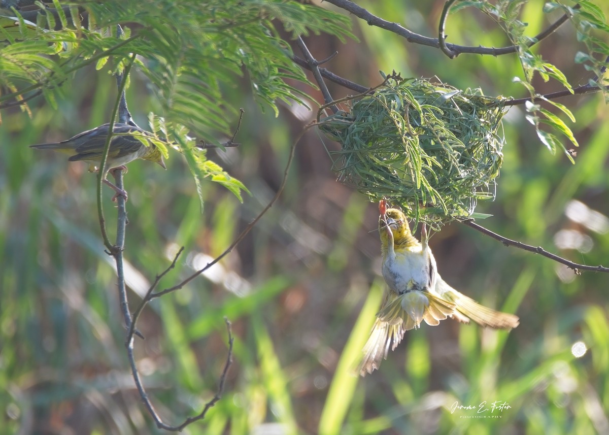 Village Weaver - Jerome Foster