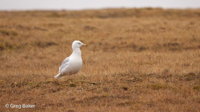 Glaucous Gull - ML609242871