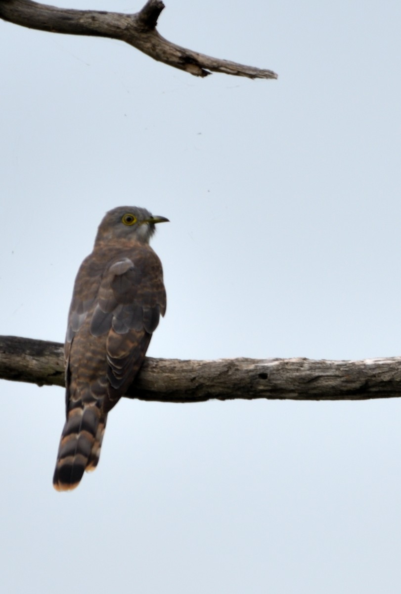 Common Hawk-Cuckoo - ML609242919