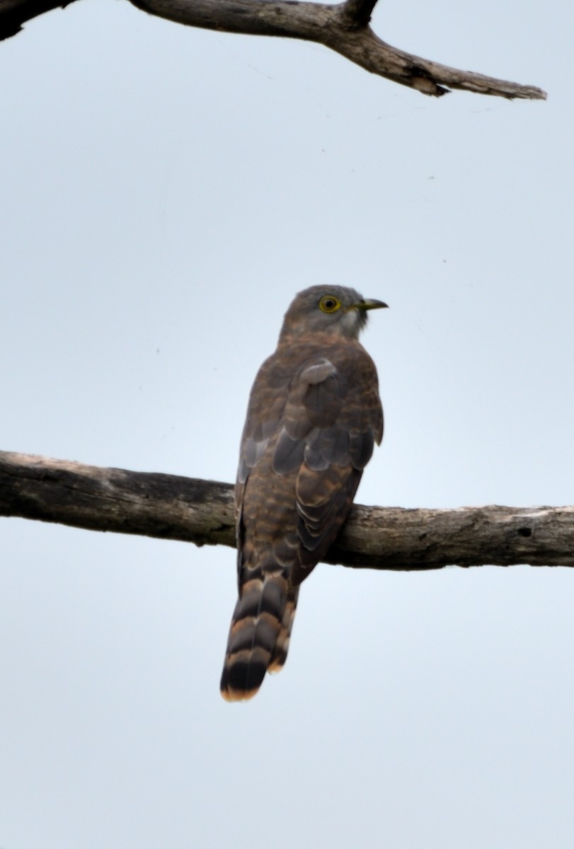 Common Hawk-Cuckoo - ML609242920